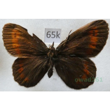 Erebia euryale (Esper, 1805) female Górówka euriala Slovenia65k